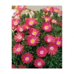 DELOSPERMA JEWEL OF DESERT GARNET - LOT DE 3 GODETS