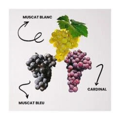 OFFRE SPECIALE 3 VIGNES