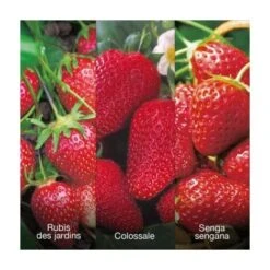 OFFRE SPECIALE 60 FRAISIERS