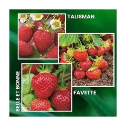 OFFRE SPECIALE 30 FRAISIERS ANCIENS