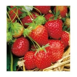 FRAISIER SURPRISE DES HALLES - 20 PLANTS