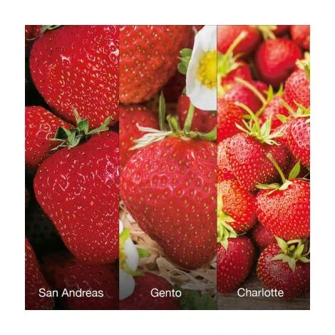 OFFRE 60 FRAISIERS 6 MOIS DE RECOLTE 1 OFFRE 60 FRAISIERS 6 MOIS DE RECOLTE