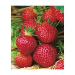 FRAISIER MAESTRO - 20 PLANTS