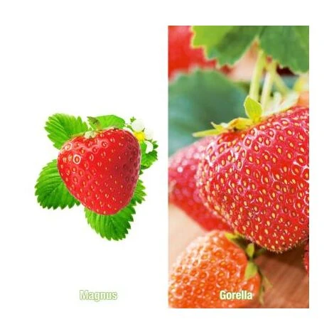 OFFRE 40 FRAISIERS DEGUSTATION ET GROS FRUITS 1 OFFRE 40 FRAISIERS DEGUSTATION ET GROS FRUITS