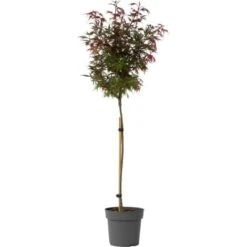 Acer Palmatum 'Shaina' - Ărable Du Japon - Pot 19cm - Hauteur 80-90cm