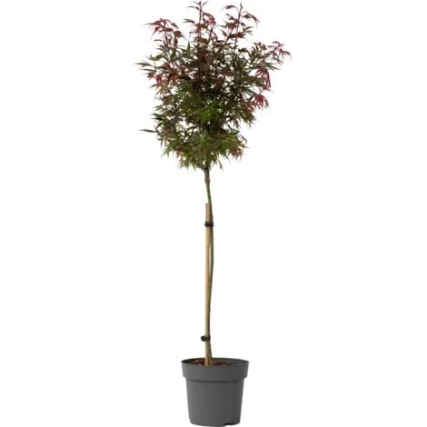 Acer Palmatum 'Shaina' - Érable Du Japon - Pot 19cm - Hauteur 80-90cm 1 Acer Palmatum 'Shaina' - Érable Du Japon - Pot 19cm - Hauteur 80-90cm