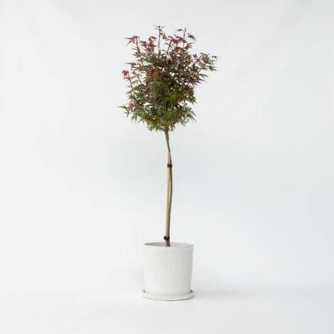 Acer Palmatum 'Shaina' - Érable Du Japon - Pot 19cm - Hauteur 80-90cm 2 Acer Palmatum 'Shaina' - Érable Du Japon - Pot 19cm - Hauteur 80-90cm – Image 2