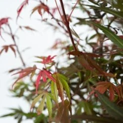 Acer Palmatum 'Shaina' - Érable Du Japon - Pot 19cm - Hauteur 80-90cm 7 Acer Palmatum 'Shaina' - Érable Du Japon - Pot 19cm - Hauteur 80-90cm -Bostikhost Magasin 52865680 3