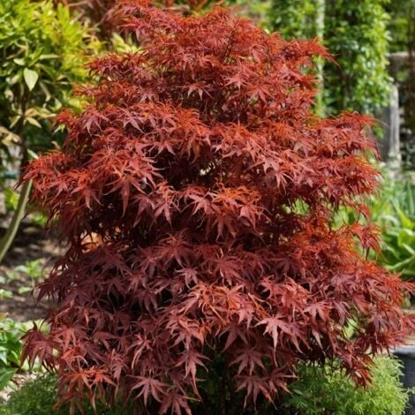 Acer Palmatum 'Shaina' - Érable Du Japon - Pot 19cm - Hauteur 80-90cm 4 Acer Palmatum 'Shaina' - Érable Du Japon - Pot 19cm - Hauteur 80-90cm – Image 4
