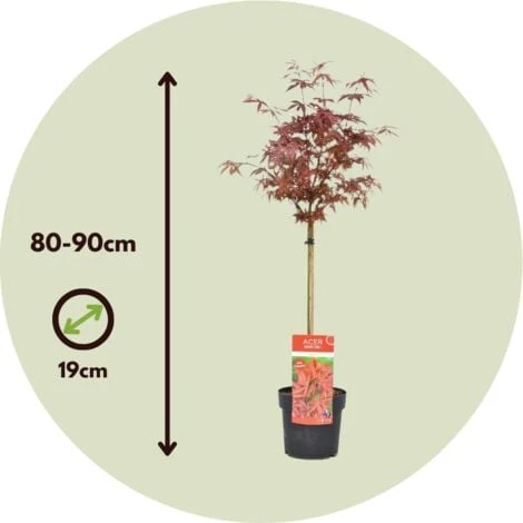 Acer Palmatum 'Shaina' - Érable Du Japon - Pot 19cm - Hauteur 80-90cm 5 Acer Palmatum 'Shaina' - Érable Du Japon - Pot 19cm - Hauteur 80-90cm – Image 5