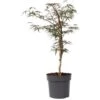 Acer Palmatum 'Garnet' - Érable Du Japon - Pot 19cm - Hauteur 60-70cm