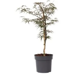 Acer Palmatum 'Garnet' - Ărable Du Japon - Pot 19cm - Hauteur 60-70cm