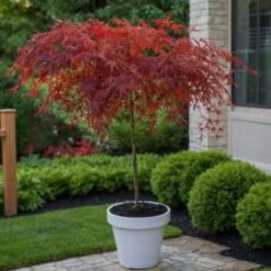 Acer Palmatum 'Garnet' - Érable Du Japon - Pot 19cm - Hauteur 60-70cm -Bostikhost Magasin 52882825 4