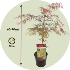 Acer Palmatum 'Garnet' - Érable Du Japon - Pot 19cm - Hauteur 60-70cm -Bostikhost Magasin 52882825 5