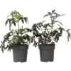 Sambucus Nigra 'Black Lace' - Set De 2 - Pot 17cm - Hauteur 25-40cm