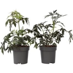 Sambucus Nigra 'Black Lace' - Set De 2 - Pot 17cm - Hauteur 25-40cm