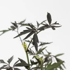 Sambucus Nigra 'Black Lace' - Set De 2 - Pot 17cm - Hauteur 25-40cm -Bostikhost Magasin 52882887 3