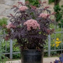 Sambucus Nigra 'Black Lace' - Set De 2 - Pot 17cm - Hauteur 25-40cm -Bostikhost Magasin 52882887 4