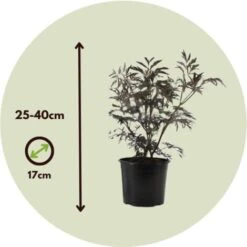 Sambucus Nigra 'Black Lace' - Set De 2 - Pot 17cm - Hauteur 25-40cm -Bostikhost Magasin 52882887 5