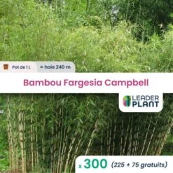 300 Bambou Fargesia Campbell En Pot De 1 Litres
