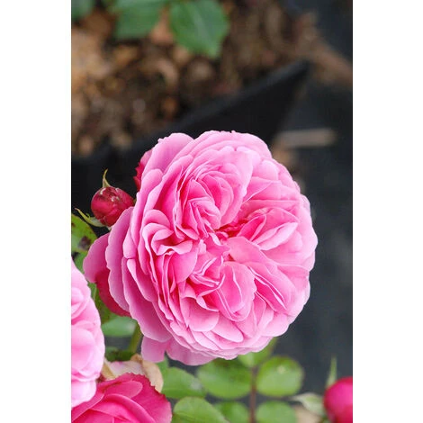 Rosier Meilland®'Leonard De Vinci' Taille Du Pot - 5L 2 Rosier Meilland®'Leonard De Vinci' Taille Du Pot - 5L – Image 2