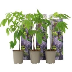 Wisteria Sinensis - Set De 3 - Wisteria Wisteria - Pot 9cm - Hauteur 25-40cm