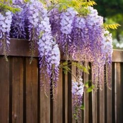Wisteria Sinensis - Set De 3 - Wisteria Wisteria - Pot 9cm - Hauteur 25-40cm -Bostikhost Magasin 56677409 3