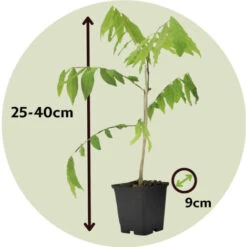 Wisteria Sinensis - Set De 3 - Wisteria Wisteria - Pot 9cm - Hauteur 25-40cm -Bostikhost Magasin 56677409 5