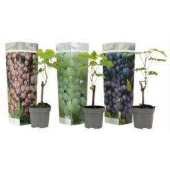 Plants De Raisin - Mélange De 3 - Vitis Vinifera - Pot 9cm - Hauteur 25-40cm