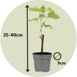 Plants De Raisin - Mélange De 3 - Vitis Vinifera - Pot 9cm - Hauteur 25-40cm -Bostikhost Magasin 56677419 5