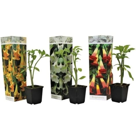 Brugmansia - Mélange De 3 - Fleurs De Jardin - Pot 9cm - Hauteur 25-40cm 1 Brugmansia - Mélange De 3 - Fleurs De Jardin - Pot 9cm - Hauteur 25-40cm