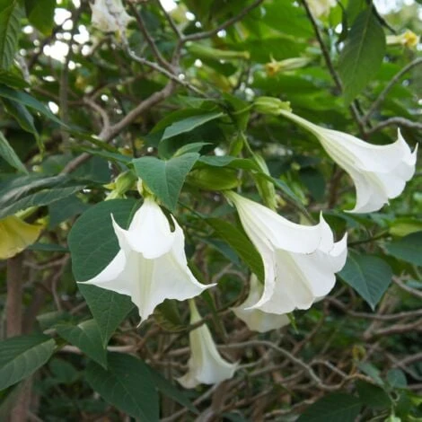 Brugmansia - Mélange De 3 - Fleurs De Jardin - Pot 9cm - Hauteur 25-40cm 2 Brugmansia - Mélange De 3 - Fleurs De Jardin - Pot 9cm - Hauteur 25-40cm – Image 2