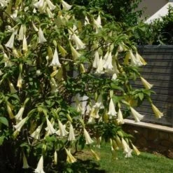 Brugmansia - Mélange De 3 - Fleurs De Jardin - Pot 9cm - Hauteur 25-40cm 7 Brugmansia - Mélange De 3 - Fleurs De Jardin - Pot 9cm - Hauteur 25-40cm -Bostikhost Magasin 56677430 3