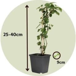 Brugmansia - Mélange De 3 - Fleurs De Jardin - Pot 9cm - Hauteur 25-40cm 8 Brugmansia - Mélange De 3 - Fleurs De Jardin - Pot 9cm - Hauteur 25-40cm -Bostikhost Magasin 56677430 4