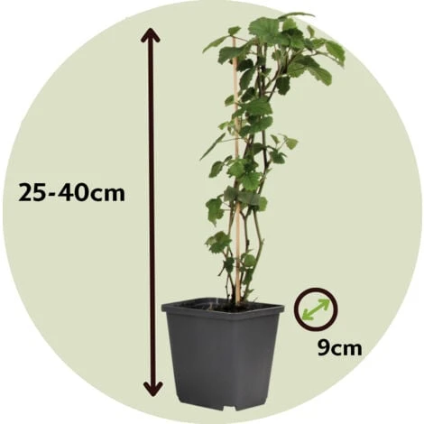 Brugmansia - Mélange De 3 - Fleurs De Jardin - Pot 9cm - Hauteur 25-40cm 4 Brugmansia - Mélange De 3 - Fleurs De Jardin - Pot 9cm - Hauteur 25-40cm – Image 4