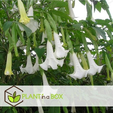 Brugmansia - Mélange De 3 - Fleurs De Jardin - Pot 9cm - Hauteur 25-40cm 5 Brugmansia - Mélange De 3 - Fleurs De Jardin - Pot 9cm - Hauteur 25-40cm – Image 5