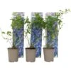 Blueberry Sunshine Blue - Set De 3 - Plante à Baies - Pot 9cm - Hauteur 25-40cm