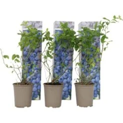 Blueberry Sunshine Blue - Set De 3 - Plante Ă Baies - Pot 9cm - Hauteur 25-40cm