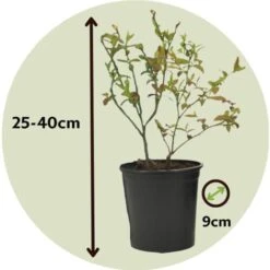 Blueberry Sunshine Blue - Set De 3 - Plante à Baies - Pot 9cm - Hauteur 25-40cm -Bostikhost Magasin 56677452 4
