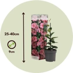 Dipladenia Sanderii - Mélange De 3 Dipladenia - Pot 9cm - Hauteur 25-40cm -Bostikhost Magasin 56677701 4