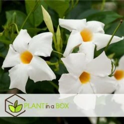 Dipladenia Sanderii - Mélange De 3 Dipladenia - Pot 9cm - Hauteur 25-40cm -Bostikhost Magasin 56677701 5