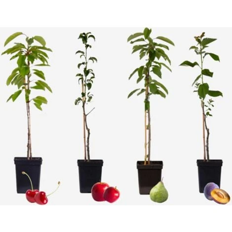 Arbres Fruitiers - Mélange De 4 - Prunus,Pyrus,Malus - Pot 9cm - Hauteur 60-70cm 2 Arbres Fruitiers - Mélange De 4 - Prunus,Pyrus,Malus - Pot 9cm - Hauteur 60-70cm – Image 2