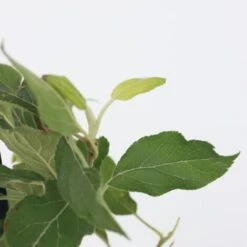 Arbres Fruitiers - Mélange De 4 - Prunus,Pyrus,Malus - Pot 9cm - Hauteur 60-70cm 7 Arbres Fruitiers - Mélange De 4 - Prunus,Pyrus,Malus - Pot 9cm - Hauteur 60-70cm -Bostikhost Magasin 56677875 3