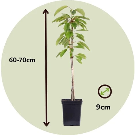 Arbres Fruitiers - Mélange De 4 - Prunus,Pyrus,Malus - Pot 9cm - Hauteur 60-70cm 5 Arbres Fruitiers - Mélange De 4 - Prunus,Pyrus,Malus - Pot 9cm - Hauteur 60-70cm – Image 5