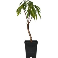 Prunus Persica Bonanza - Pêcher Nain - Pot 14cm - Hauteur 60-70cm