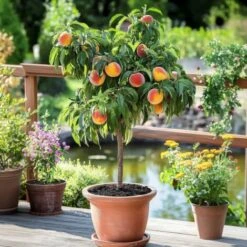 Prunus Persica Bonanza - Pêcher Nain - Pot 14cm - Hauteur 60-70cm -Bostikhost Magasin 57000346 4