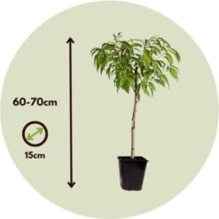 Prunus Persica Bonanza - Pêcher Nain - Pot 14cm - Hauteur 60-70cm -Bostikhost Magasin 57000346 5