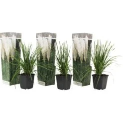 Cortaderia Selloana - Set De 3 - La Pampa - Blanc - Pot 9cm - Hauteur 25-40cm
