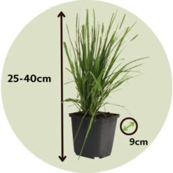 Cortaderia Selloana - Set De 3 - La Pampa - Blanc - Pot 9cm - Hauteur 25-40cm -Bostikhost Magasin 57000372 5