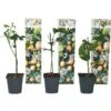 Passiflora Edulis - Set De 3 - Plantes Grimpante - Pot 9cm - Hauteur 25-40cm